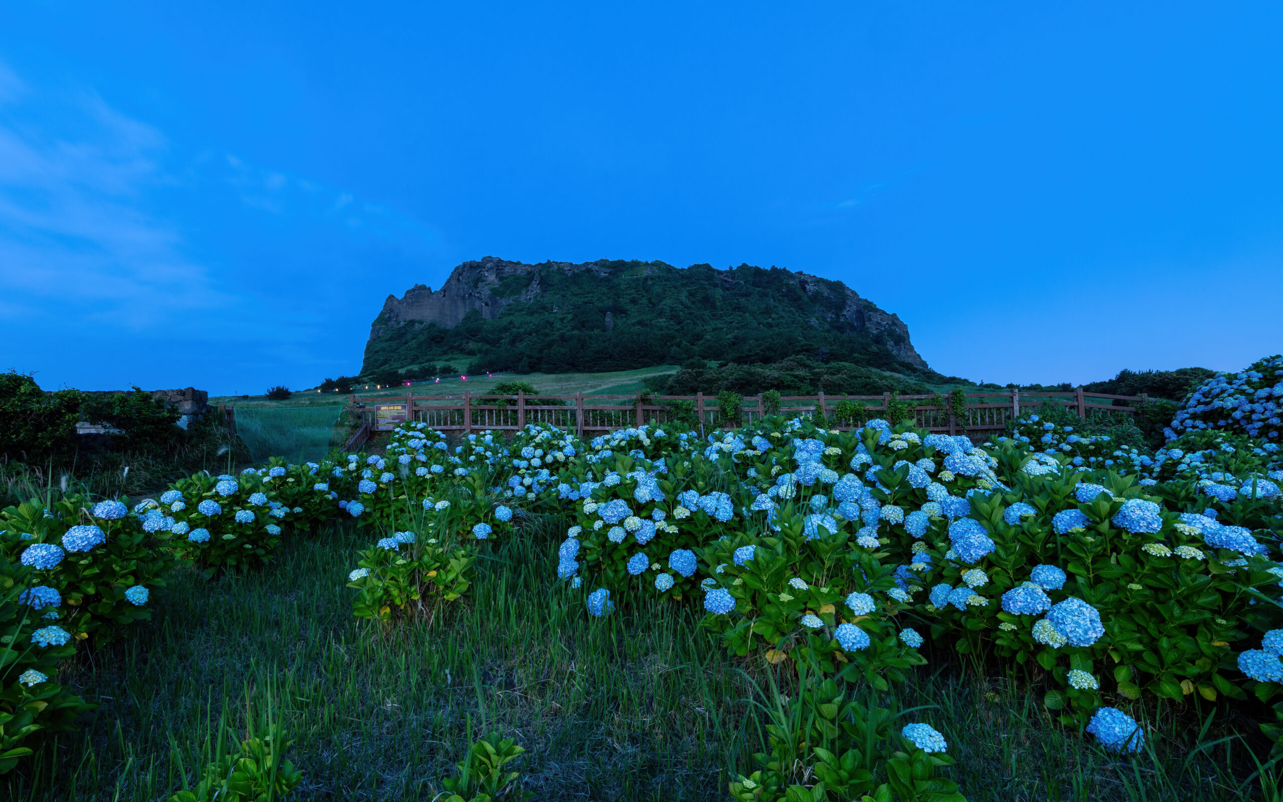 성산일출봉과 수국이 있는 제주 동쪽 풍경